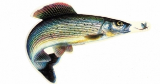 Sticker  Grayling small